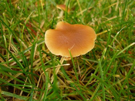 Psilocybe cyanescens psilocybe cyanescens scientific classification kingdom: Psilocybe cyanescens lookalikes - Fungiflora