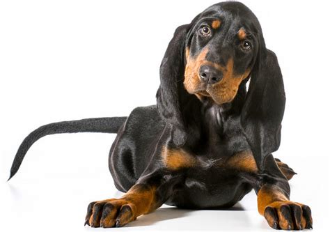 We did not find results for: Everything about your Black and Tan Coonhound - LUV My dogs