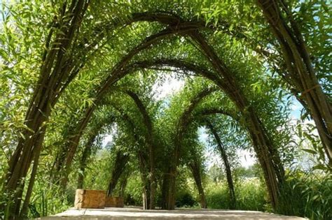 Living Willow Structures Grow Your Own Gazebo Arches And Pergolas