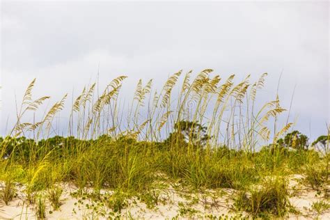 Grass Grows At The Beach In Sand Stock Photo Image Of Florida