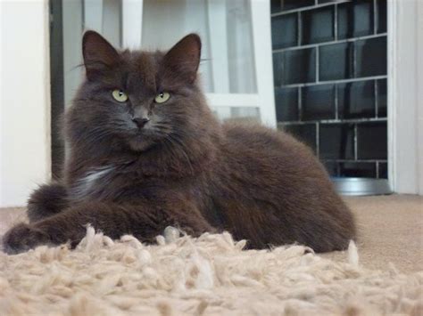 The russian blue, a regal cat, has the beauty and elegance associated with royalty. Long haired russian blue cat- looks like Johnny's mom, his ...