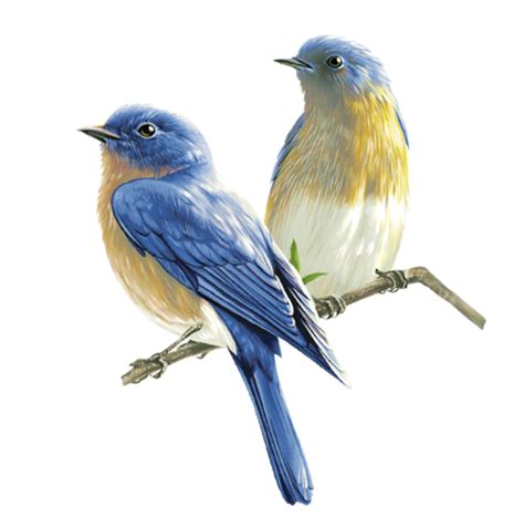 Bird Png Transparent Images Pictures Photos Png Arts