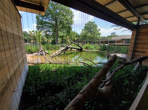 Jul 2019 New Texas Wetlands American Alligator Exhibit Zoochat
