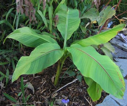 Hibiscus plants bring a tropical feel to the garden or interior. Musa basjoo