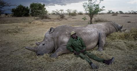 Photographing The Last Two Northern White Rhinos On Earth Petapixel