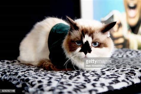 Albert Baby Cat Photos And Premium High Res Pictures Getty Images