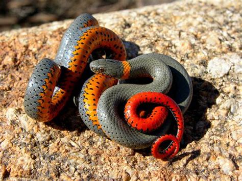 Amaizing Animal Facts Most Beautiful And Colorful Venomous Snakes Of The