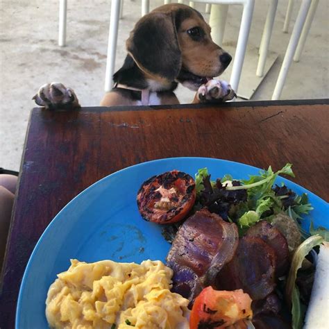 8 Pet Friendly Cafes In Singapore With Food For Both You And Your Dog