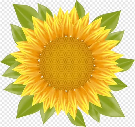 Ilustrasi Bunga Matahari Bunga Matahari Biasa Bunga Matahari Bunga
