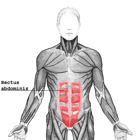 Filerectus Abdominispng Wikipedia