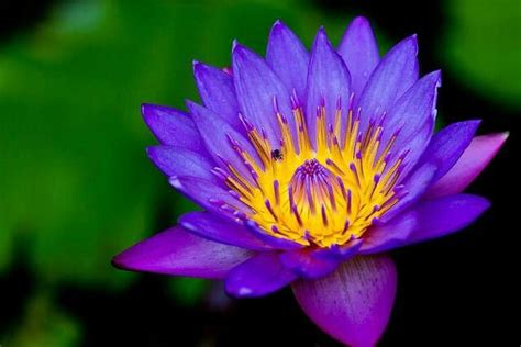 Nil Manelthe National Flower Of Sri Lankaamazing Blue Lily
