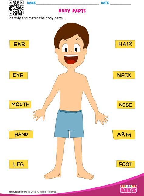 Body Parts Worksheet For Preschool / Human body crafts | Crafts and