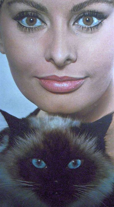 Sophia Loren Sofia Loren Crazy Cat Lady Crazy Cats Siamese Cats