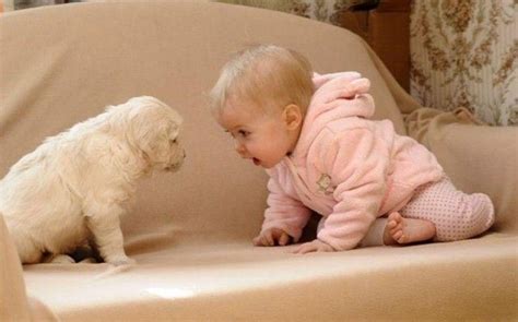 20 Pictures Showing How Awesome Puppies And Babies Are Together