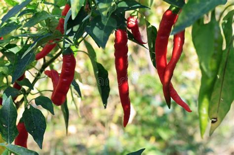 Hot Chili Pepper Plant Stock Photo Image Of Closeup 21692620