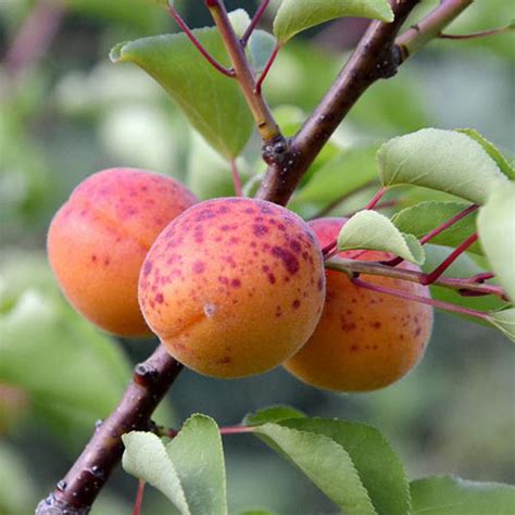 Fruit Trees Home Gardening Apple Cherry Pear Plum Home Depot