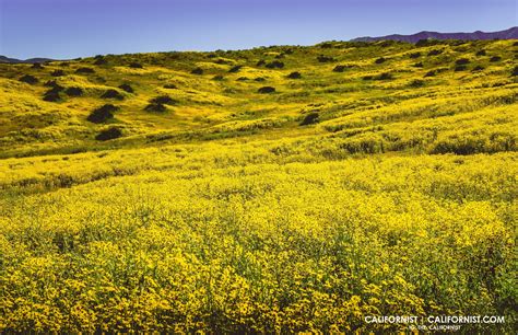 The Carrizo Plains Super Bloom — Californist