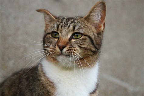 Kostenlose Bild Katze Niedlich Tier Haustier Augen Fell Porträt