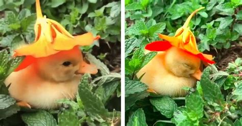 Heartwarming Footage Of A Baby Duckling Falling Asleep With A Flower