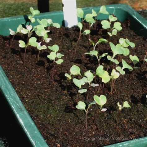 How To Grow Broccoli Picture Gallery Photos Showing How