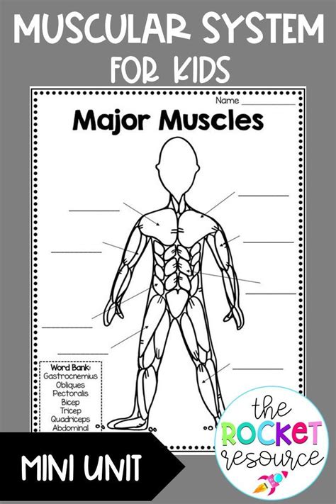Muscular System Activity For Kids