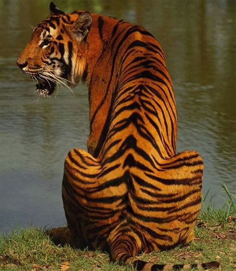 Pin On Tigers