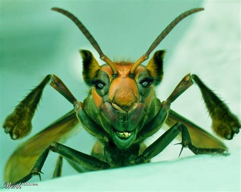 The Insect World Funny And Weird