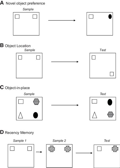 Diagram Of The Four Object Recognition Memory Tasks A Novel Object