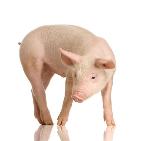 Animalandia: Pig