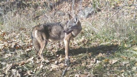 Wildlife Coyotes Inspire Love And Hate In Virginia News