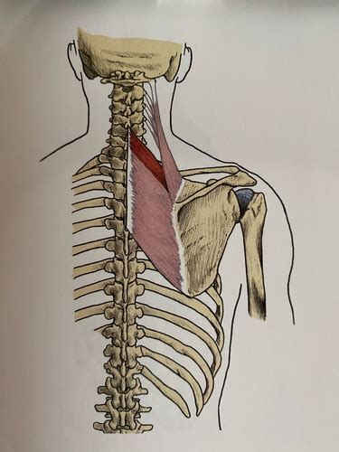 M Rhomboideus Minor Flashcards Quizlet