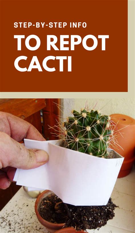 Put them in cactus soil and know not to water when splitting, any other tips to keep them alive and start. Step-By-Step Info To Repot Cacti | Gardenabc.net | Your ...