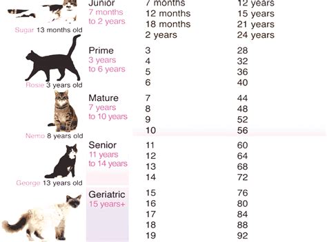 Cat Years Cat Life Expectancy Chart