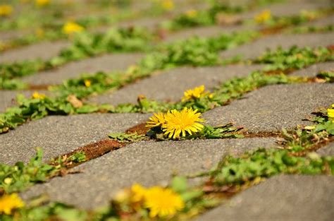 Legen sie zum beispiel zehn meter weg an und benötigen eine rasenkante aus steinen mit einer länge von 20 zentimetern, benötigen sie 50 stück. Rasenkantensteine verlegen - So einfach funktioniert es ...