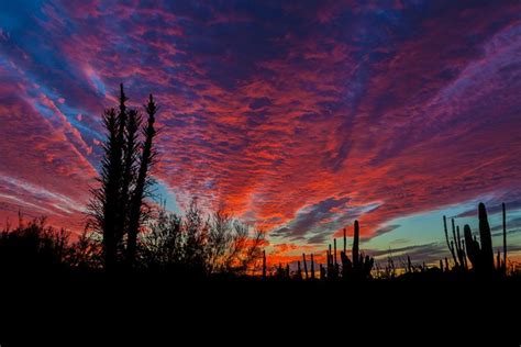 The webster auditorium building was constructed in 1939 and is located inside the compounds of the desert botanical garden at 1201 n. Which Metro Phoenix Cultural Attractions Have Reopened ...