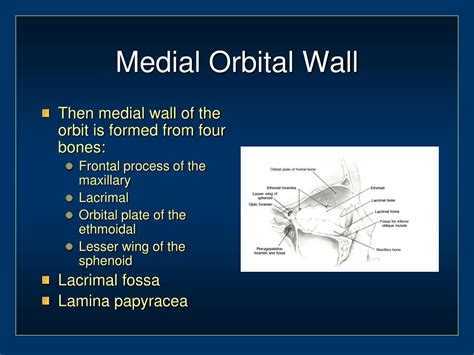 Ppt Orbital And Ocular Anatomy Powerpoint Presentation Free Download Id3736065