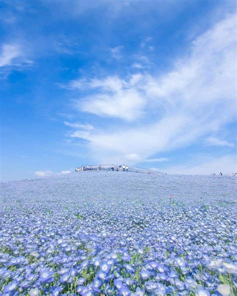 Nemophila Blooms On Miharashi Hill At The National Hitachi Seaside Park