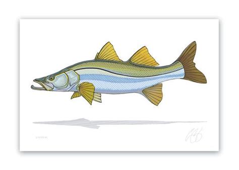 This Snook Illustration Is A Part Of An Ongoing Series Of Lighthearted