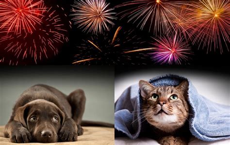 Pet Expert Steve Dale With Tips To Help Pets Fearful Of Fireworks