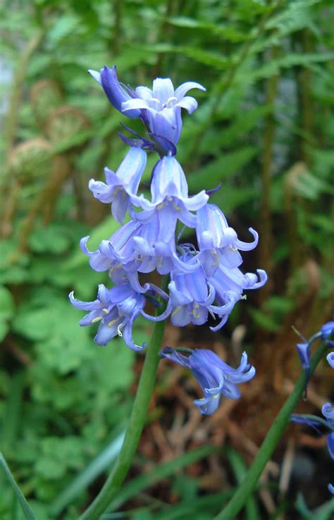 To tell the truth( from a guy's pov) we are the ones who like to give you girls the flowers. BLUEBELL PICTURES, PICS, IMAGES AND PHOTOS FOR INSPIRATION