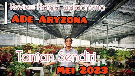 Review Harga Aglaonema Ade Aryzona Mei 2023 YouTube