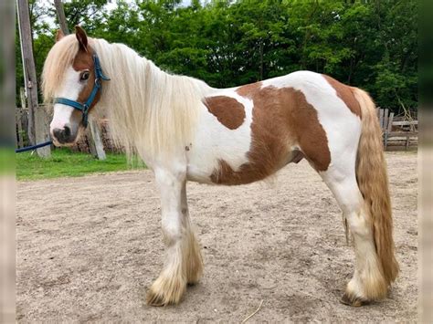 Der tinker ist eines der besten pferde (meine meinung durch meine tests) jeder sollte dieses pferd besitzen! Tinker Hengst 2 Jahre 125 cm Schecke