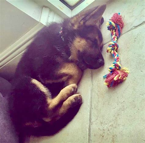 Gsd Puppy Gsd Puppies Baby Puppies Cute Puppies Cute Dogs Beautiful