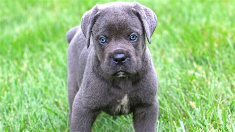 Seven Special Tips For Taking Care Of Cane Corso Puppies