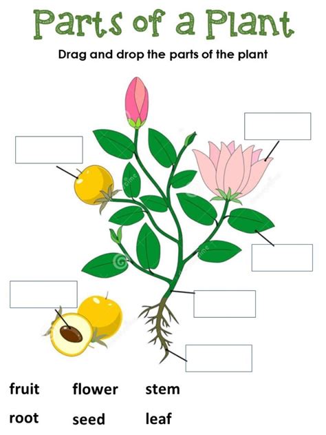 Parts Of A Plant Interactive Worksheet For 1st Grade You Can Do The