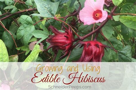Growing And Using Edible Hibiscus A Tasty Addition For Your Garden