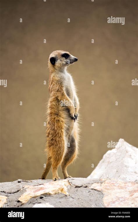Standing Meerkat Hi Res Stock Photography And Images Alamy