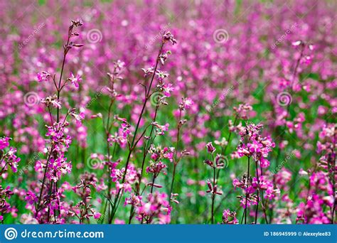 Purple Meadow Flowers Among Green Grass On A Summer Day Stock Image