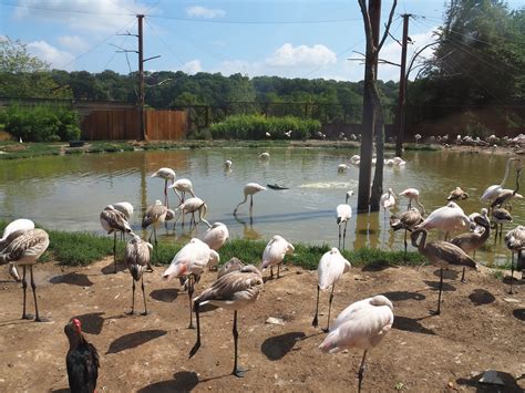 Flamingo Aviary 2022 08 20 Zoochat