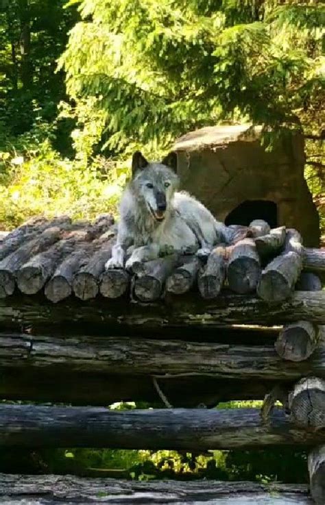 Wolf Conservation Center On Instagram Wolves Love High Places Every